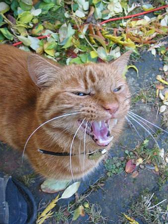 [PHOTO: Ginger cat yeps up at camera: 35kB]